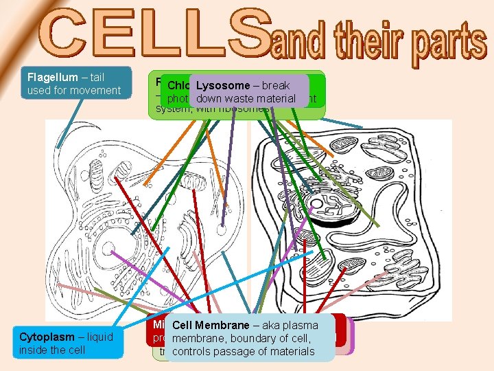 Flagellum – tail used for movement Cytoplasm – liquid inside the cell Rough Endoplasmic