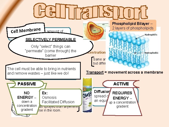 Phospholipid Bilayer – 2 layers of phospholipids e Concentration Cell Membran– the amount of