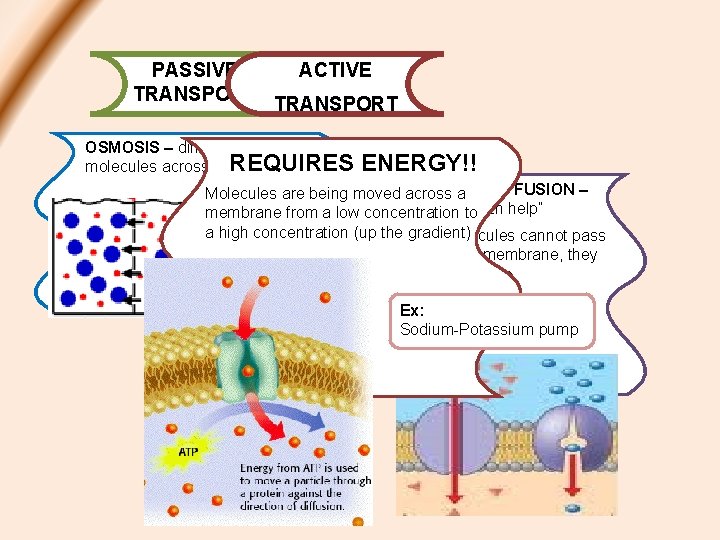 PASSIVE ACTIVE TRANSPORT OSMOSIS – diffusion of water REQUIRES molecules across a membrane. ENERGY!!