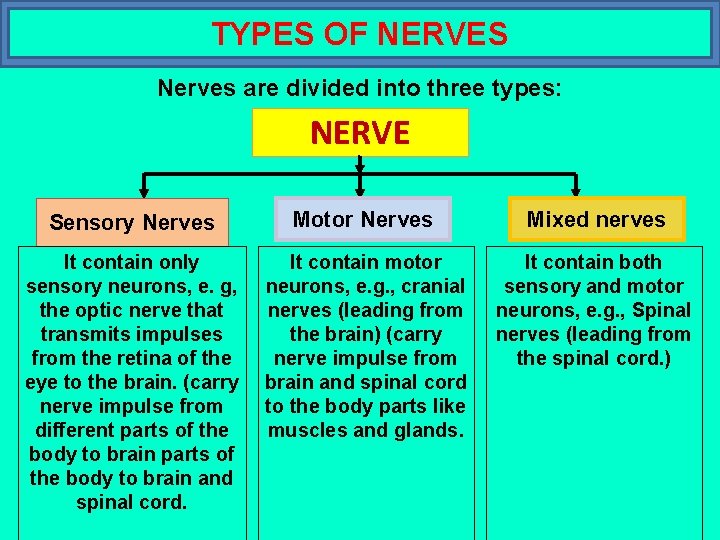 TYPES OF NERVES Nerves are divided into three types: NERVE Sensory Nerves Motor Nerves