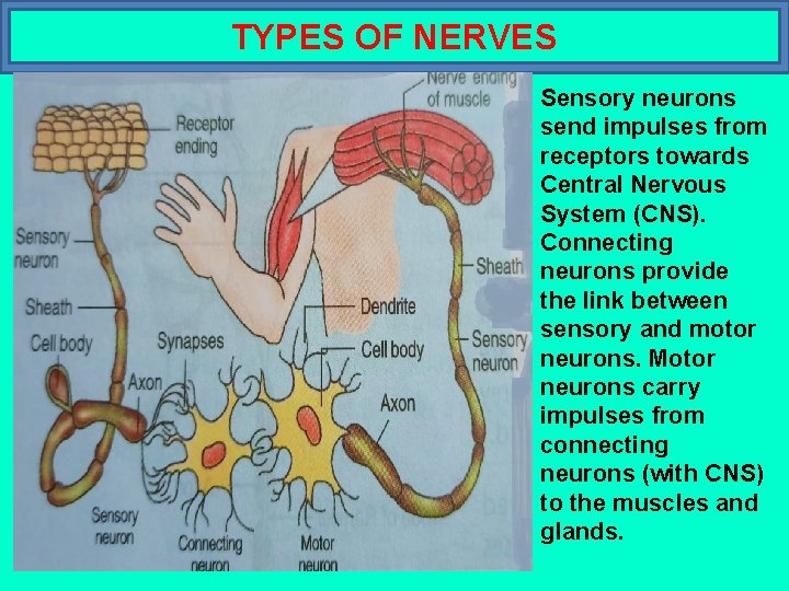 TYPES OF NERVES Sensory neurons send impulses from receptors towards Central Nervous System (CNS).