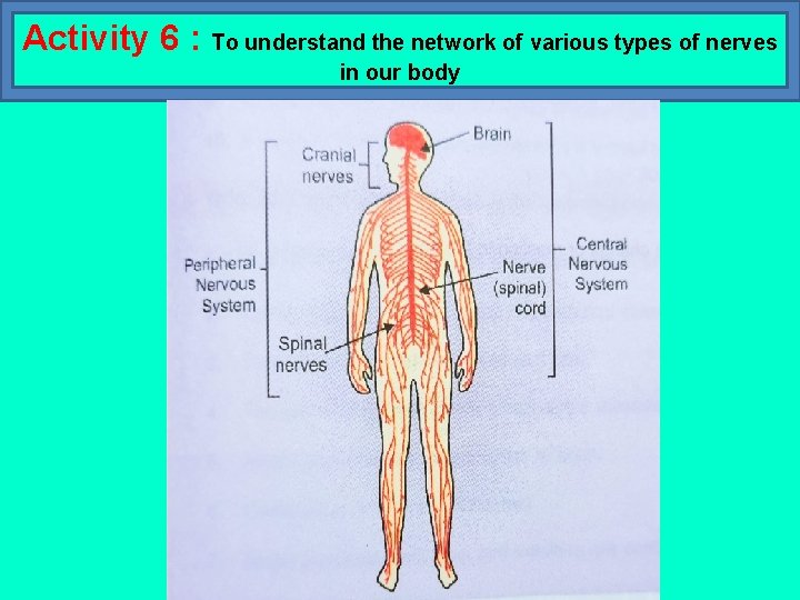 Activity 6 : To understand the network of various types of nerves in our