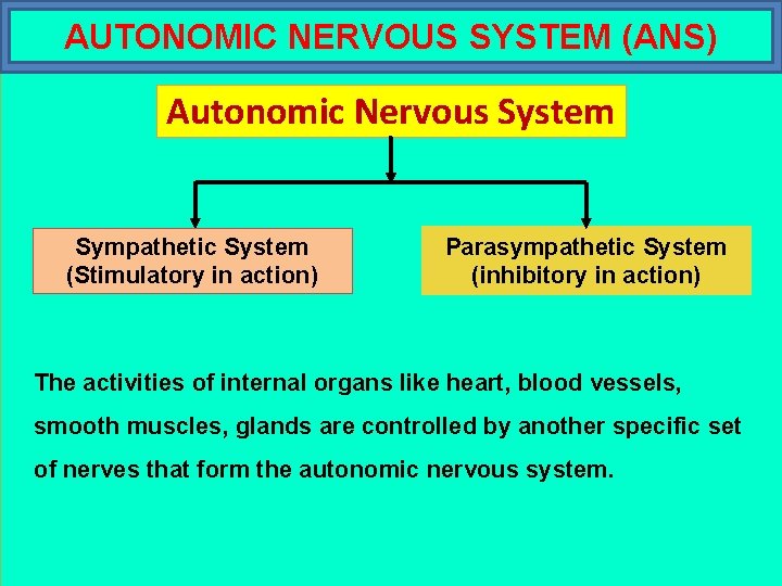 AUTONOMIC NERVOUS SYSTEM (ANS) Autonomic Nervous System Sympathetic System (Stimulatory in action) Parasympathetic System