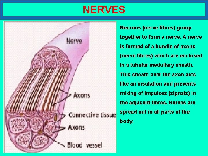 T NERVES Neurons (nerve fibres) group together to form a nerve. A nerve is