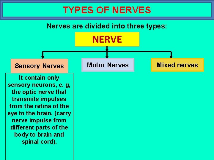 TYPES OF NERVES Nerves are divided into three types: NERVE Sensory Nerves It contain