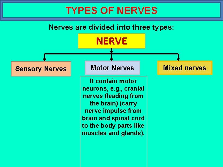 TYPES OF NERVES Nerves are divided into three types: NERVE Sensory Nerves Motor Nerves