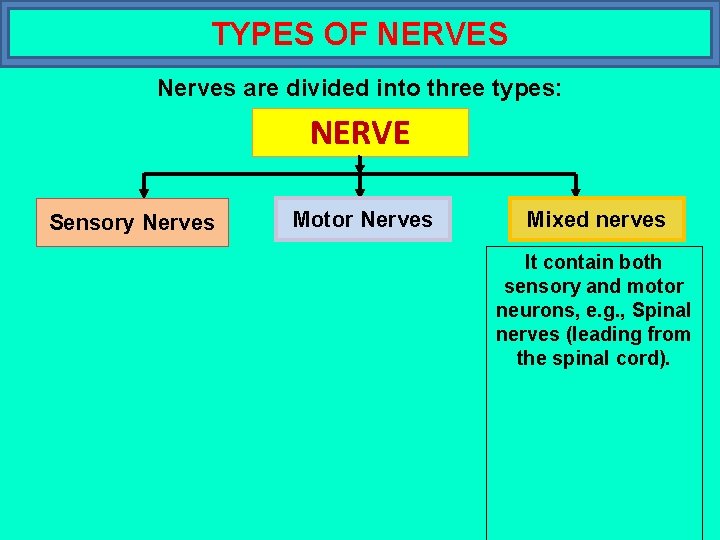 TYPES OF NERVES Nerves are divided into three types: NERVE Sensory Nerves Motor Nerves