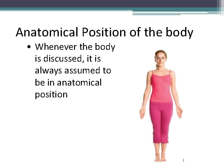 Anatomical Position of the body • Whenever the body is discussed, it is always