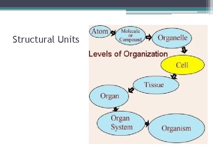 Structural Units 