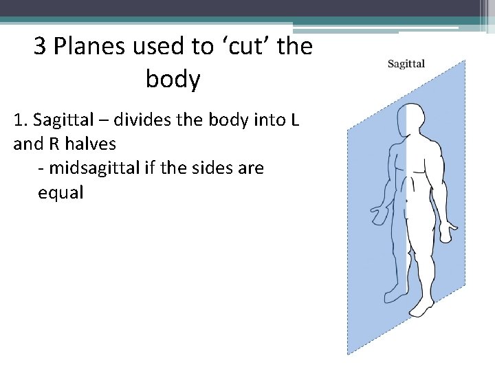 3 Planes used to ‘cut’ the body 1. Sagittal – divides the body into