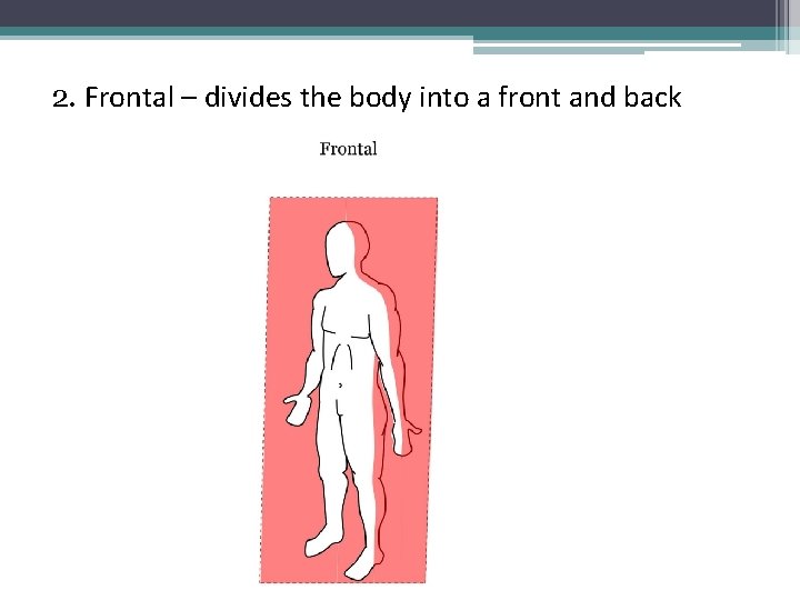2. Frontal – divides the body into a front and back 