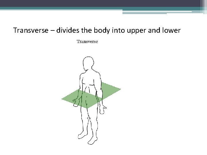 Transverse – divides the body into upper and lower 