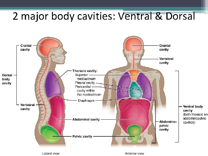 2 major body cavities: Ventral & Dorsal 