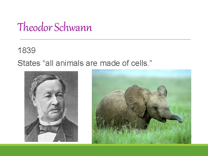 Theodor Schwann 1839 States “all animals are made of cells. ” 