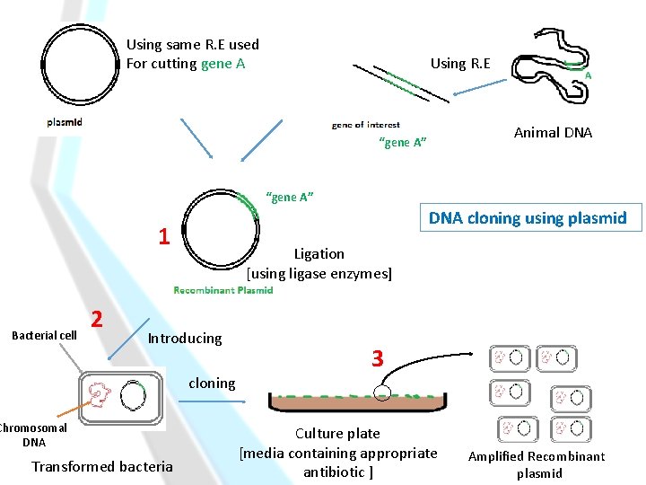 Using same R. E used For cutting gene A Using R. E Animal DNA