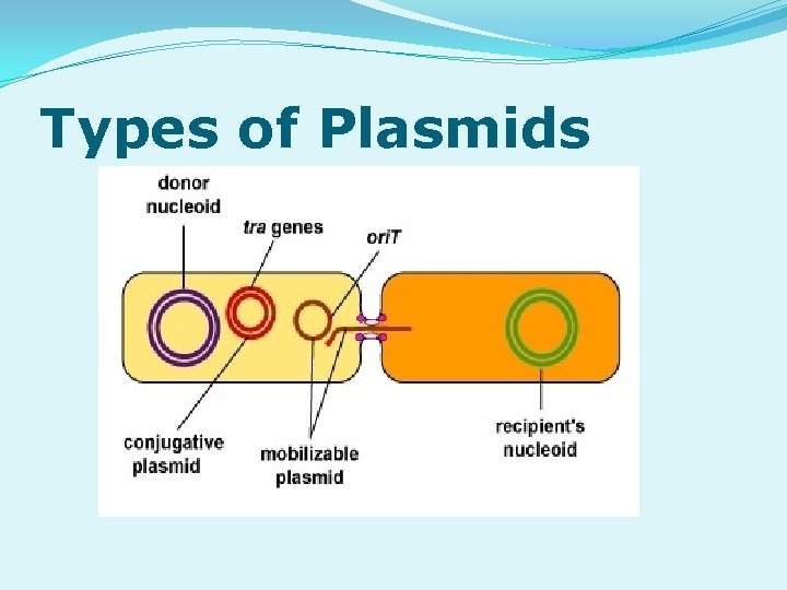 Types of Plasmids 