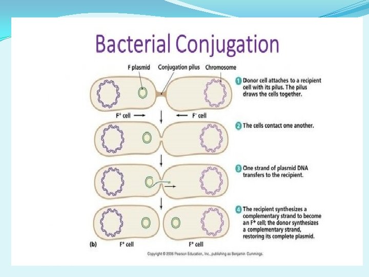Conjugation Genetics 