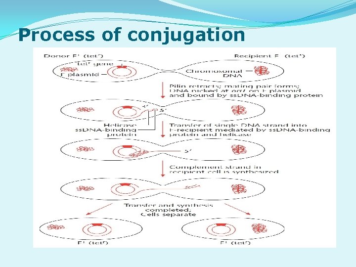Process of conjugation 