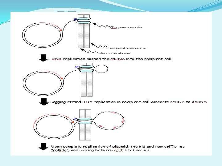 Demonstration of Conjugation 