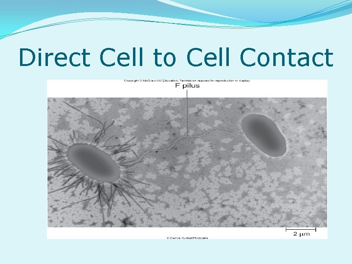 Direct Cell to Cell Contact 