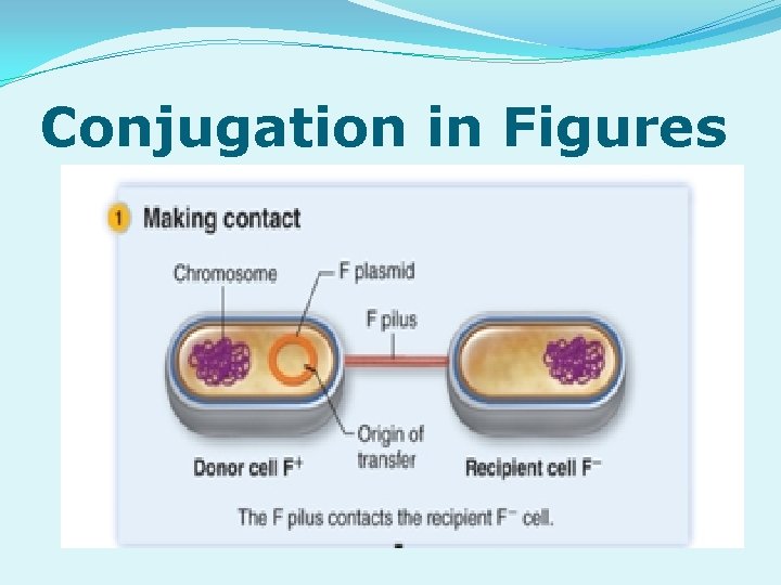 Conjugation in Figures 