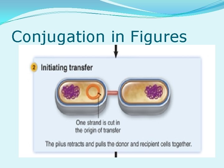 Conjugation in Figures 