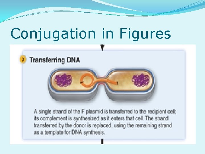 Conjugation in Figures 