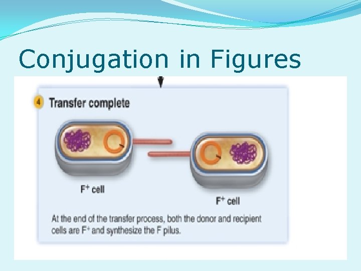 Conjugation in Figures 