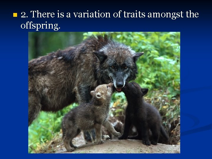 n 2. There is a variation of traits amongst the offspring. 