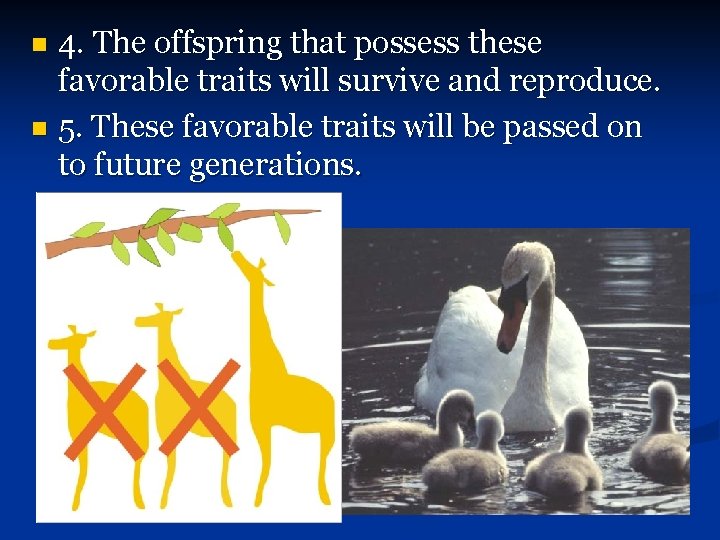 4. The offspring that possess these favorable traits will survive and reproduce. n 5.