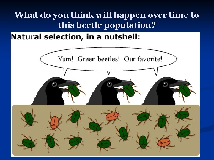 What do you think will happen over time to this beetle population? 