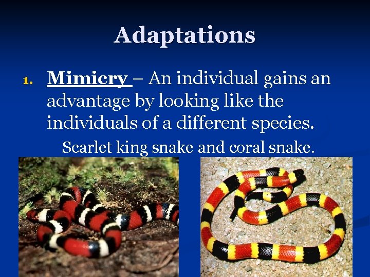 Adaptations 1. Mimicry – An individual gains an advantage by looking like the individuals