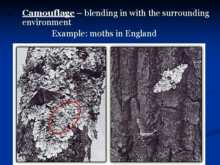2. Camouflage – blending in with the surrounding environment Example: moths in England 