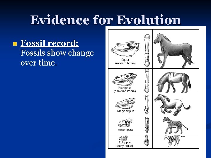 Evidence for Evolution n Fossil record: Fossils show change over time. 