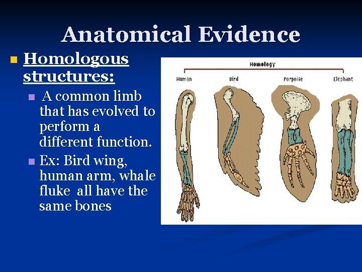 Anatomical Evidence n Homologous structures: A common limb that has evolved to perform a