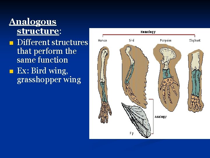 Analogous structure: n n Different structures that perform the same function Ex: Bird wing,