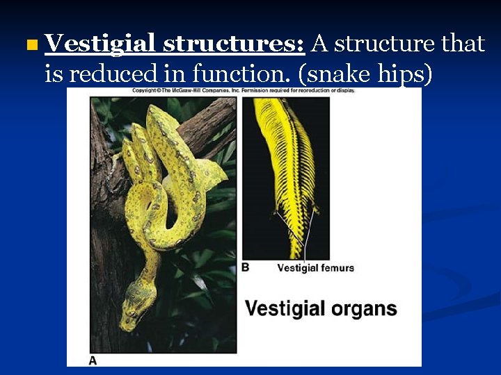 n Vestigial structures: A structure that is reduced in function. (snake hips) 