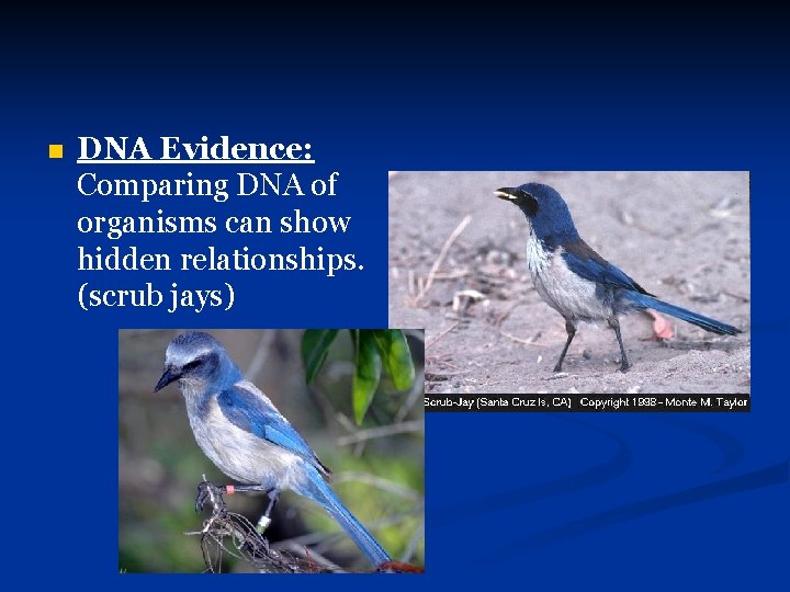 n DNA Evidence: Comparing DNA of organisms can show hidden relationships. (scrub jays) 