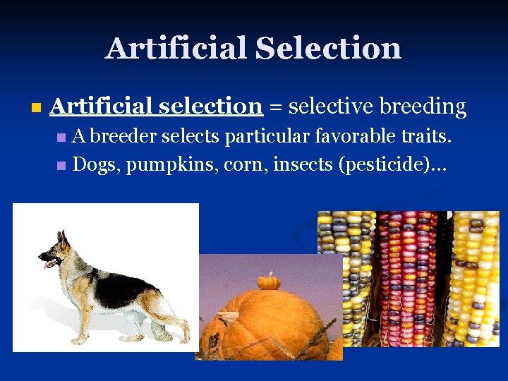 Artificial Selection n Artificial selection = selective breeding A breeder selects particular favorable traits.