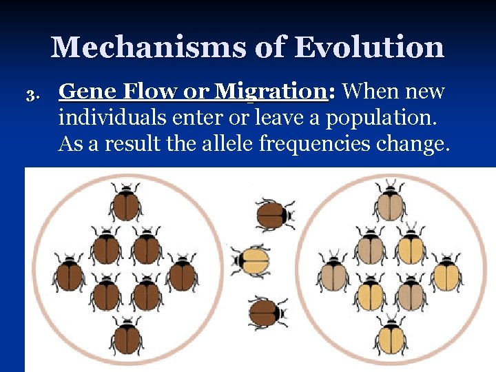 Mechanisms of Evolution 3. Gene Flow or Migration: When new individuals enter or leave