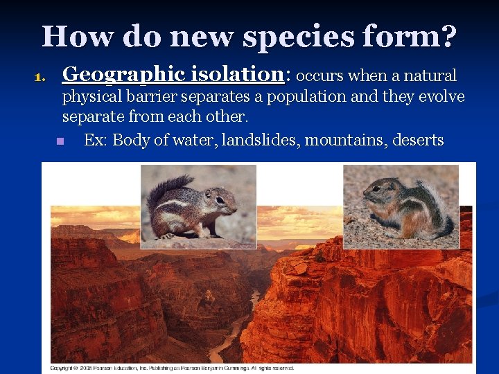 How do new species form? 1. Geographic isolation: occurs when a natural physical barrier