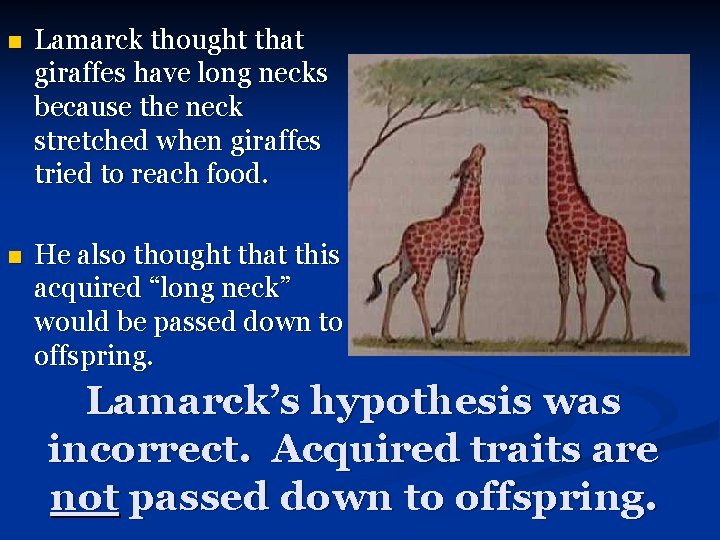 n Lamarck thought that giraffes have long necks because the neck stretched when giraffes