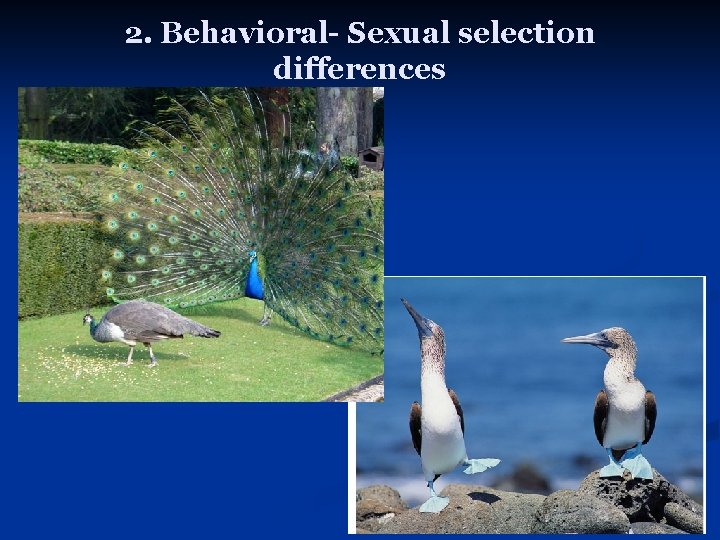 2. Behavioral- Sexual selection differences 