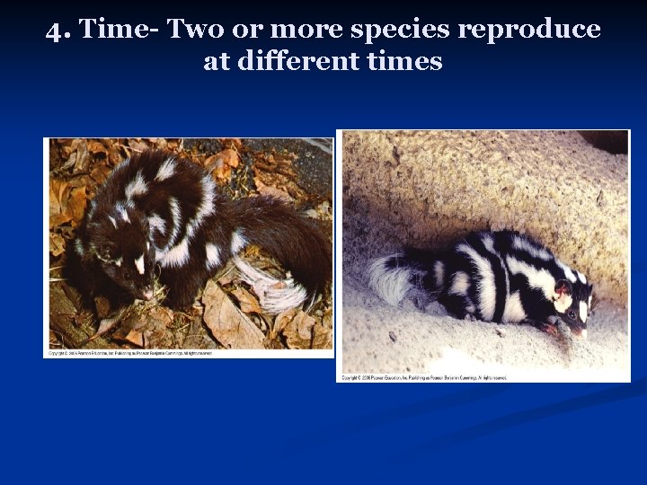 4. Time- Two or more species reproduce at different times 