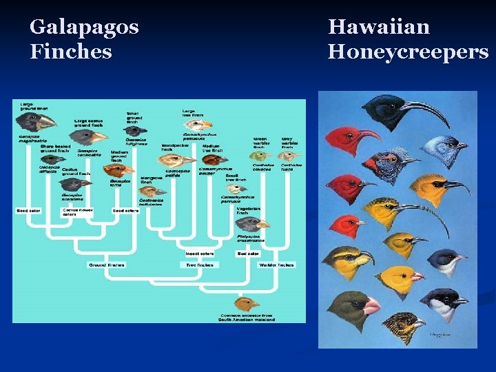 Galapagos Finches Hawaiian Honeycreepers 