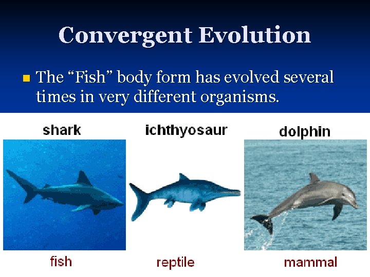Convergent Evolution n The “Fish” body form has evolved several times in very different
