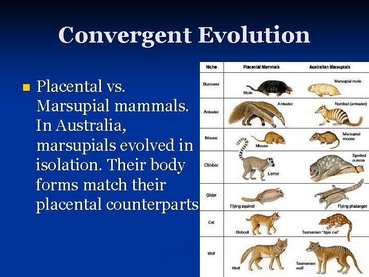 Convergent Evolution n Placental vs. Marsupial mammals. In Australia, marsupials evolved in isolation. Their