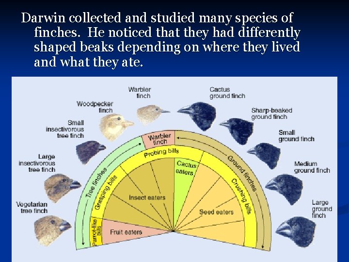 Darwin collected and studied many species of finches. He noticed that they had differently