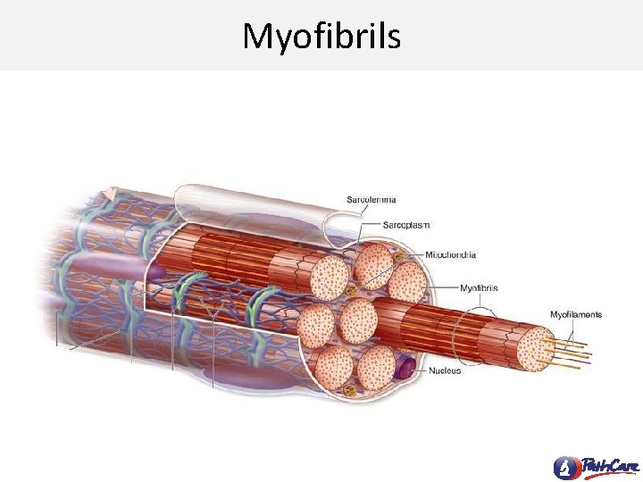 Myofibrils 