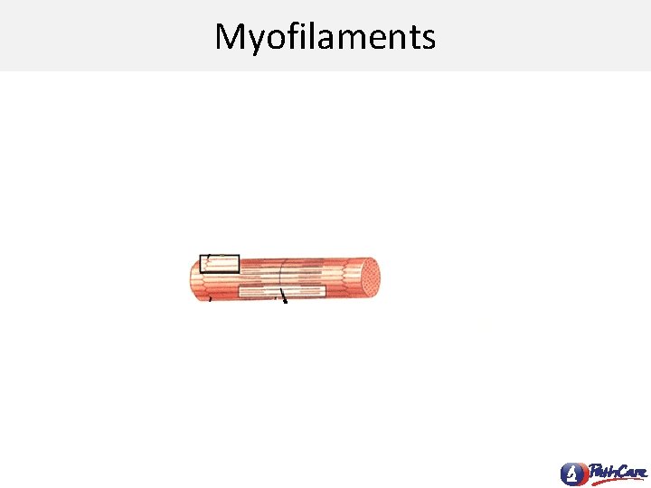 Myofilaments 